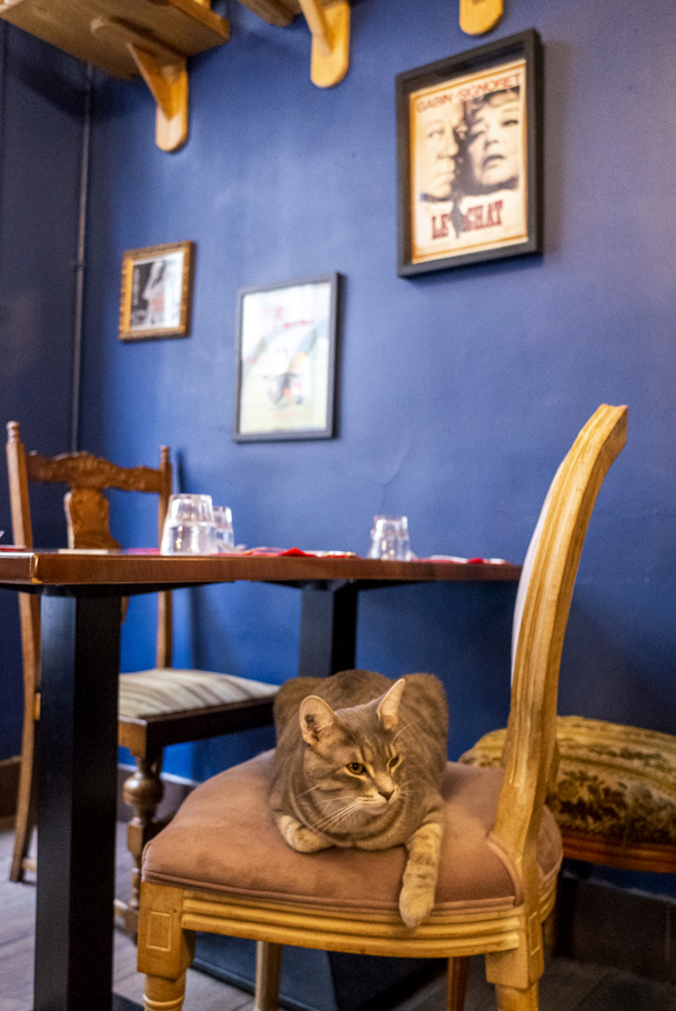 Paris Le café des chats