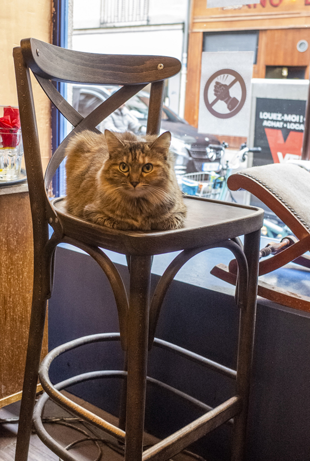 Paris Le café des chats