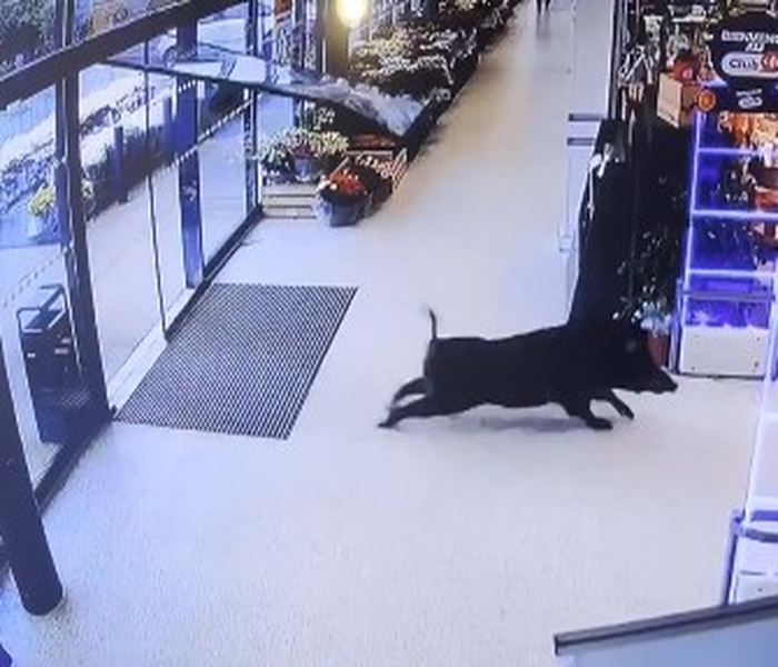 Αγριογούρουνο εισβάλει σε σούπερ μάρκετ