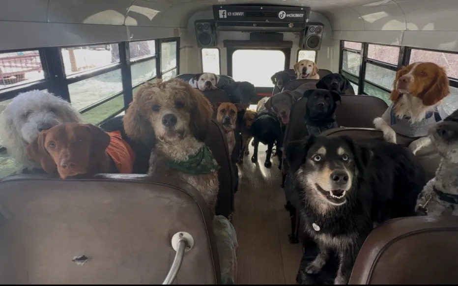 K9 Σκυλάκια στο λεωφορείο