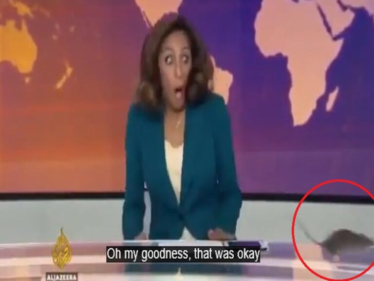 Ποντικός τρέχει πάνω σε πάνελ