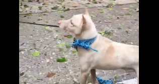 Σκύλος στις Φιλιππίνες αναζητά την ιδιοκτήτριά του