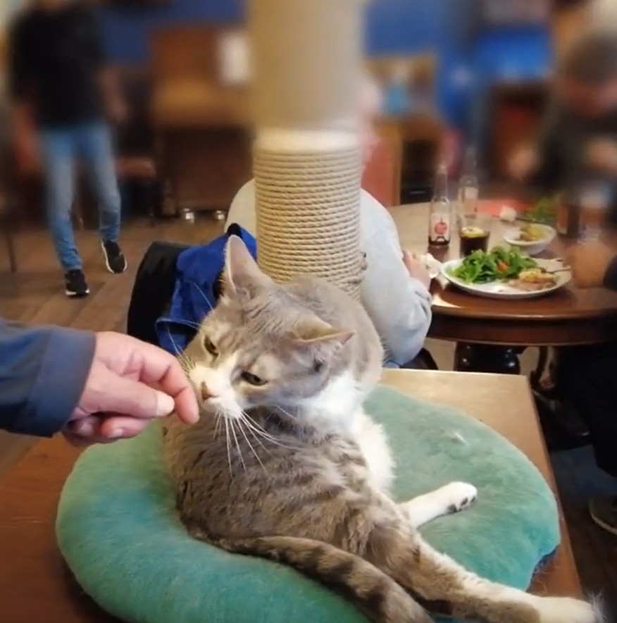 Paris Le café des chats