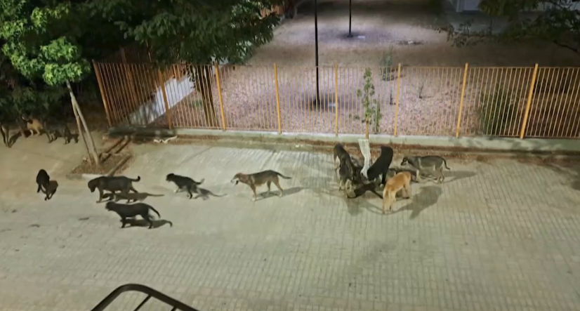 Αγέλη σκύλων