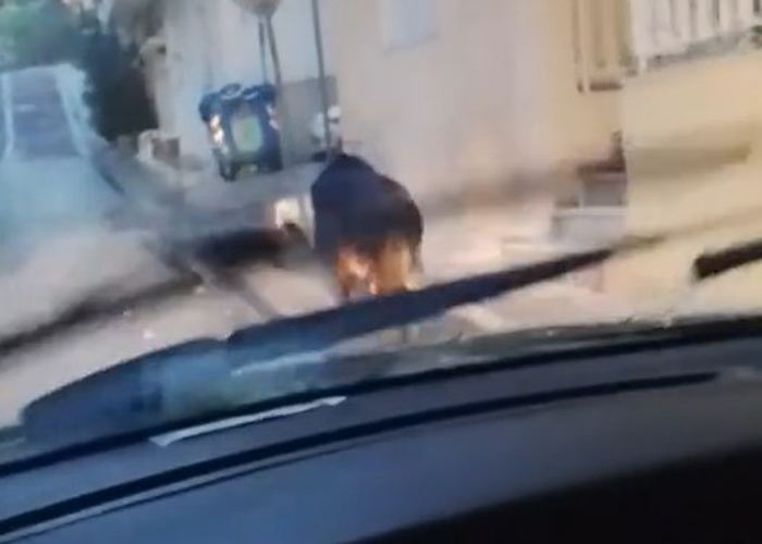 Αγριογούρουνο στο Περιστέρι