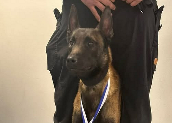 Ο σκύλος ECHO