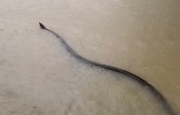 Φίδι στην Ταϊλάνδη