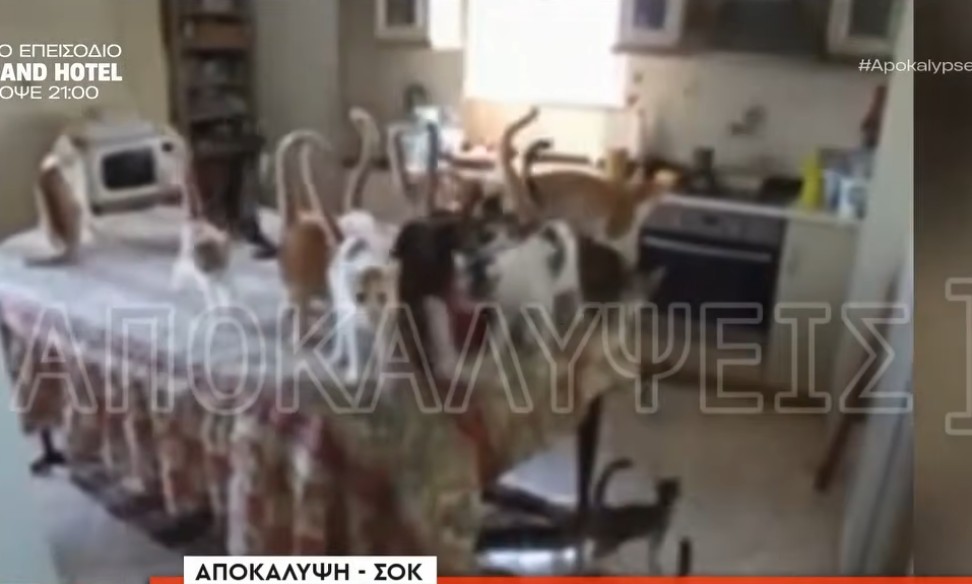 Ζευγάρι εκτρέφει γάτες για κατανάλωση Θεσσαλονίκη