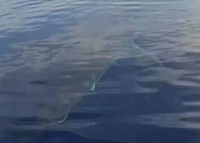 Καρχαρίας στην Κάρπαθο