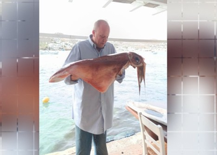 Τεράστιο καλαμάρι 17 κιλών