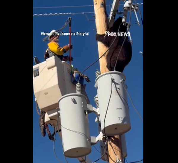 Απομάκρυνση αρκούδας από κολώνα ρεύματος