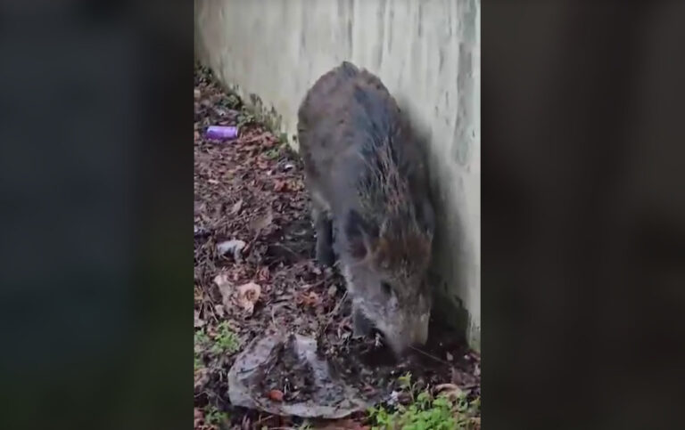 Αγριογούρουνο