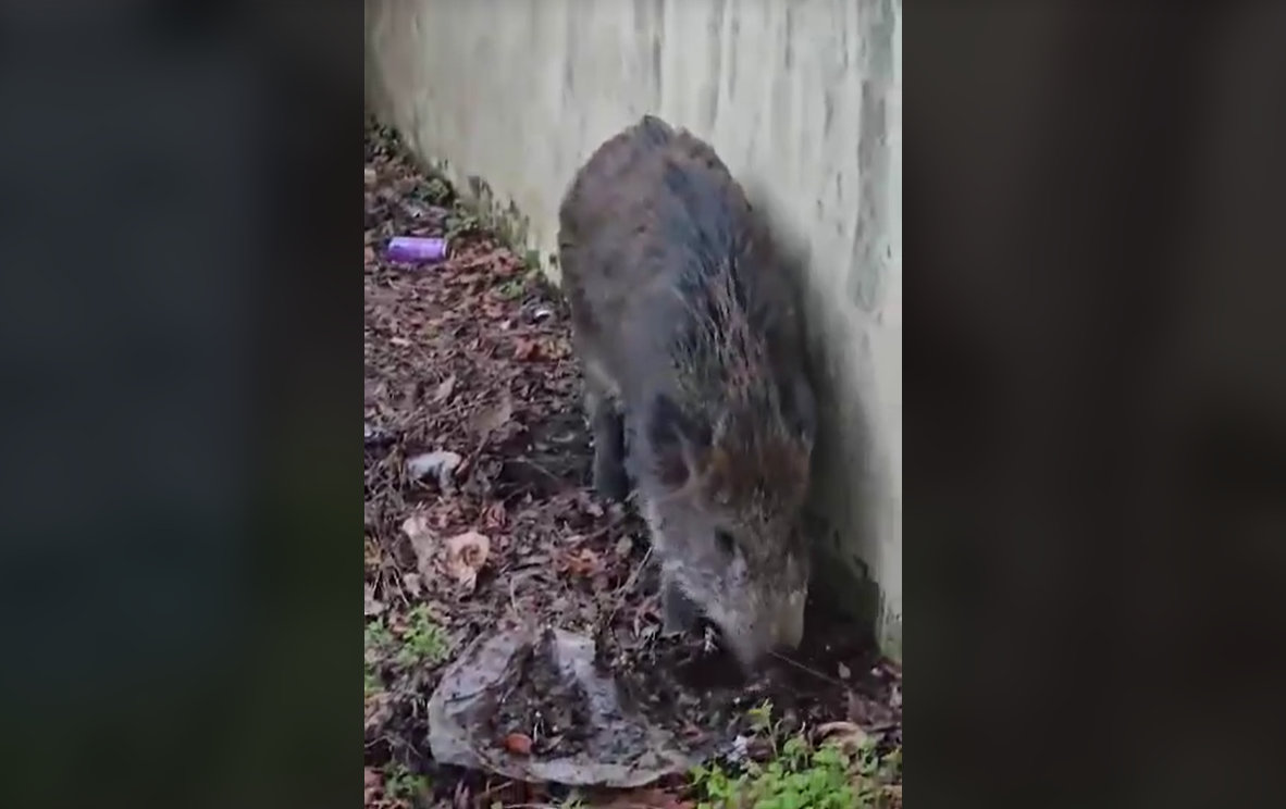 Αγριογούρουνο