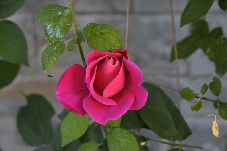 Τριαντάφυλλο