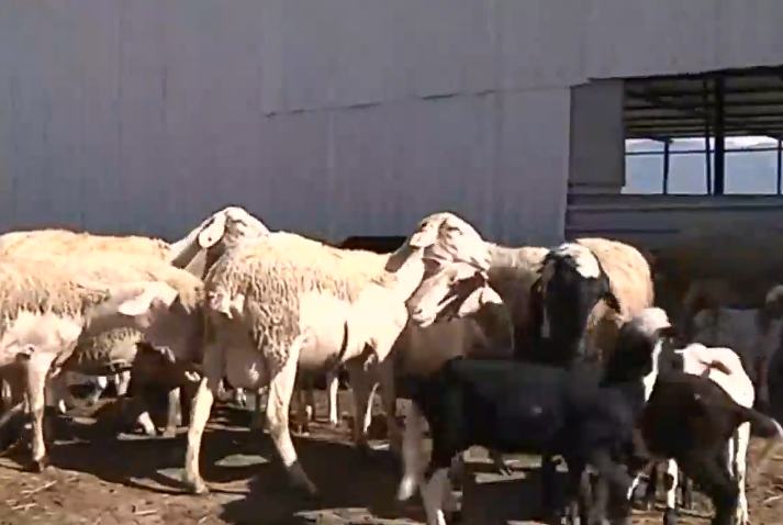 Πρόβατα σε κτηνοτροφική μονάδα
