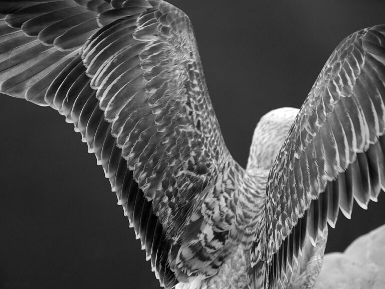 Παρίσι Αετός Έκθεση φωτογραφίας