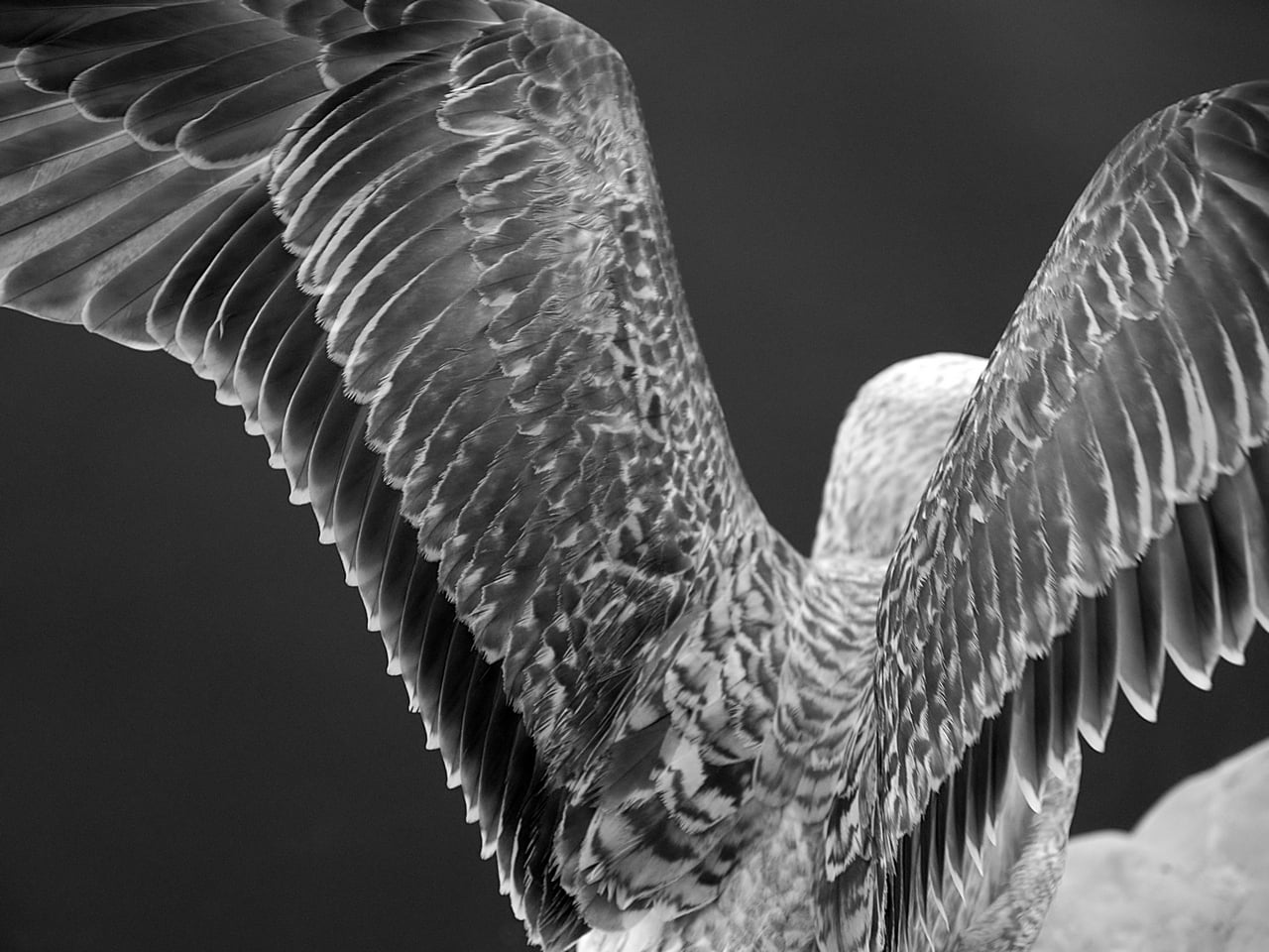 Παρίσι Αετός Έκθεση φωτογραφίας