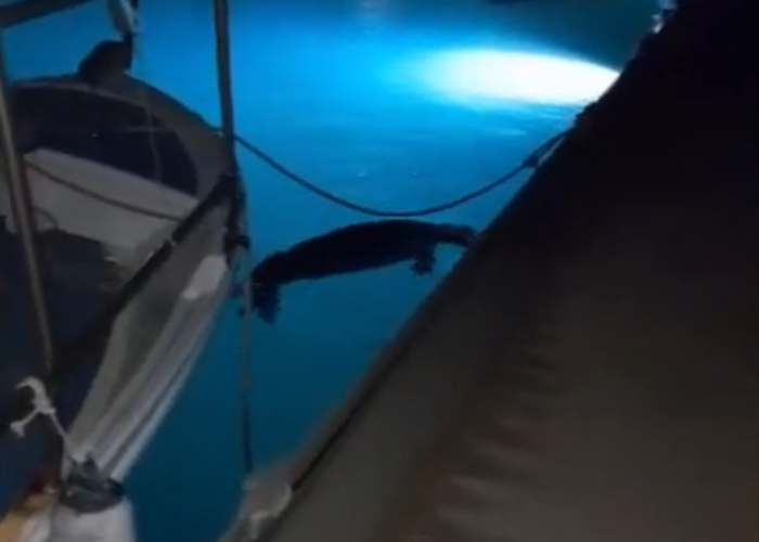 Φώκια Monachus monachus