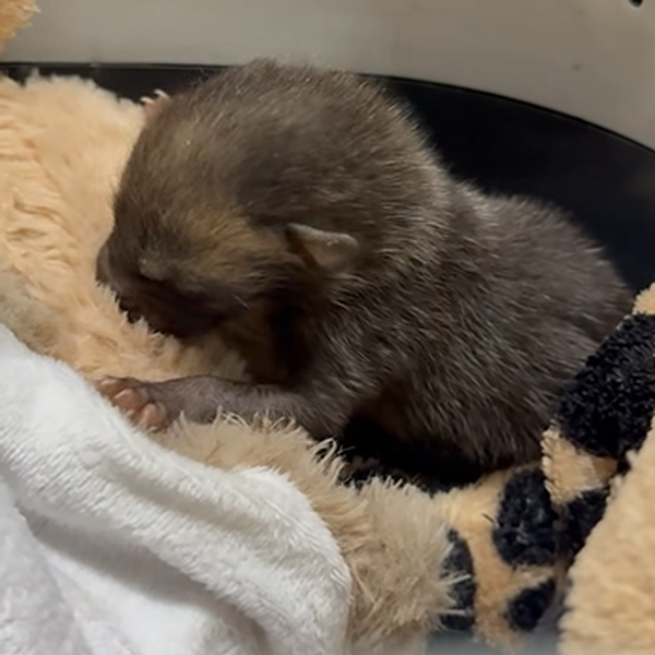 Αλεπουδάκι νεογέννητο στο Περιστέρι