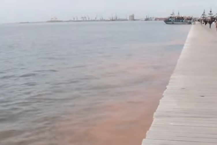 Φύκια κόκκινα Θερμαϊκός