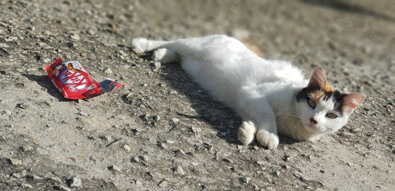Γάτα και σοκολάτα KitKat