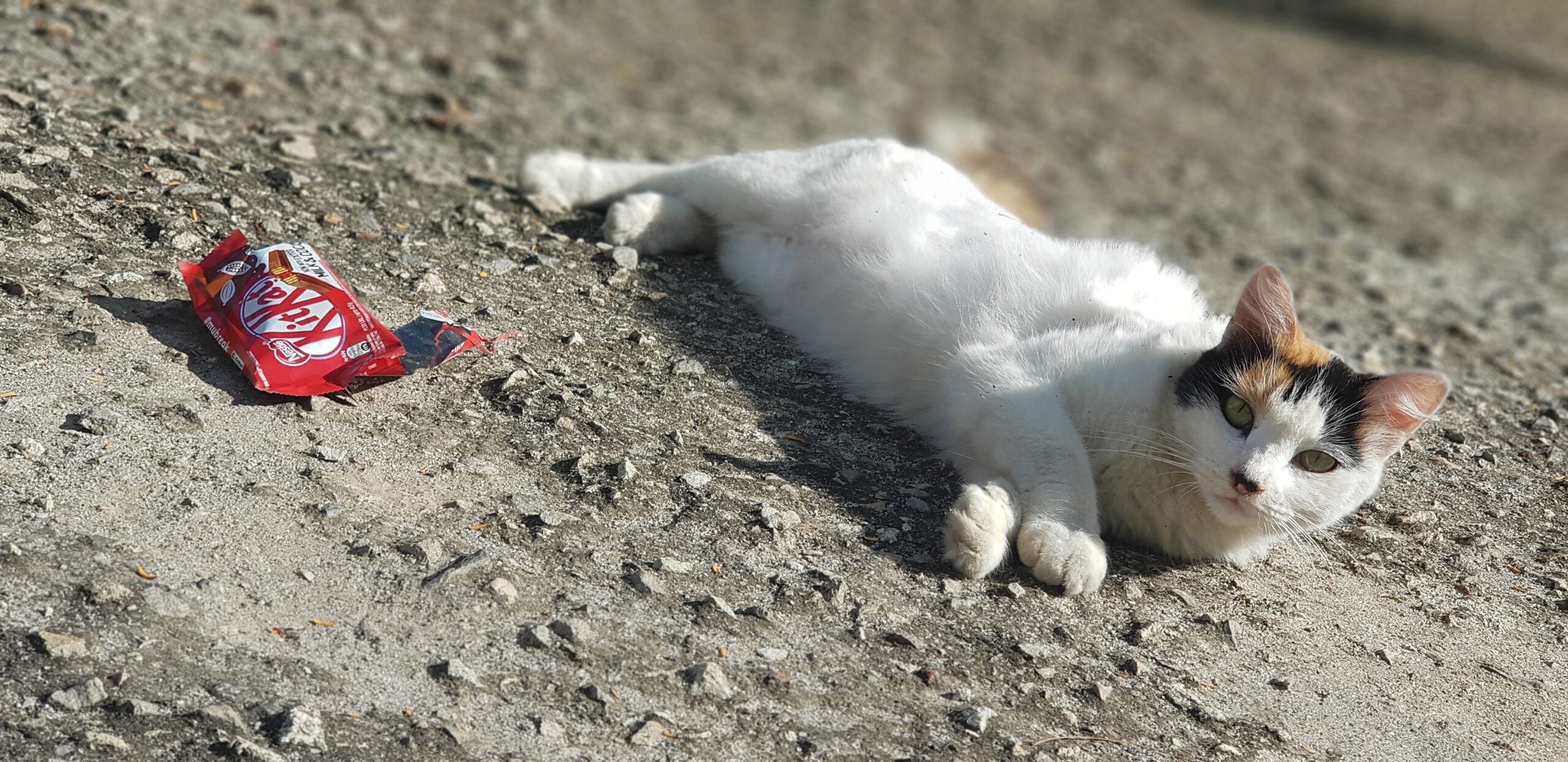 Γάτα και σοκολάτα KitKat