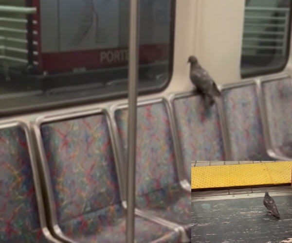 Περιστέρι στο μετρό