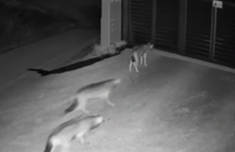 Λύκοι Πανόραμα Θεσσαλονίκης