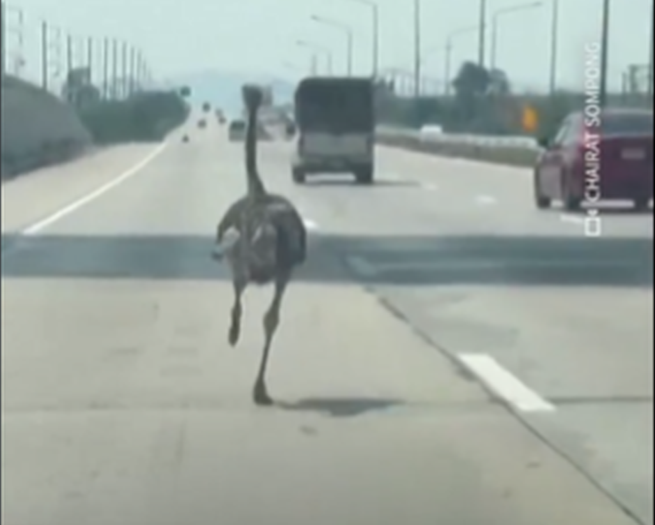 Στρουθοκάμηλος σε αυτοκινητόδρομο