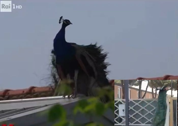 Παγώνι