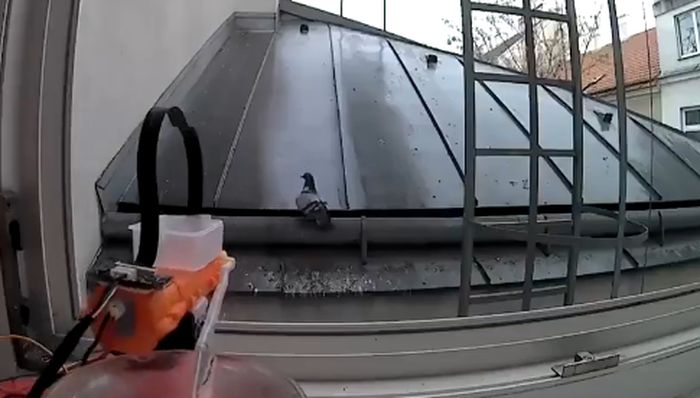 Περιστέρι σε μπαλκόνι