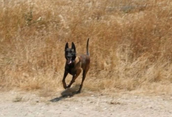 Σκύλος της ομάδας Anubis K9