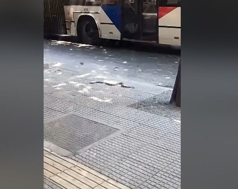 Φίδι στο πεζοδρόμιο της Εγνατίας