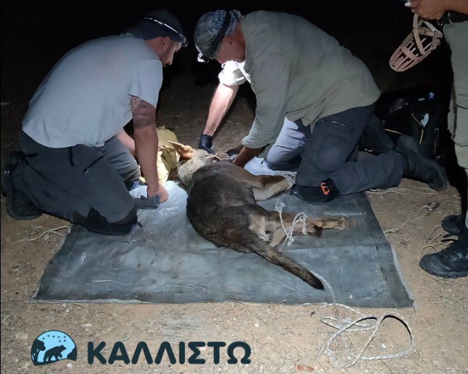 Λύκος Καλλίστω Θεσσαλονίκη