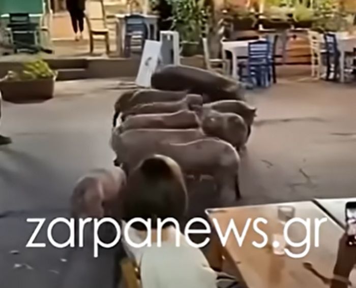 Γουρουνάκια σε δρόμους χωριού στην Κρήτη