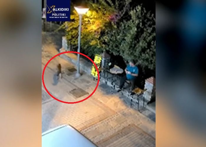 Λύκος ή τσακάλι στη Νικήτη Χαλκιδικής