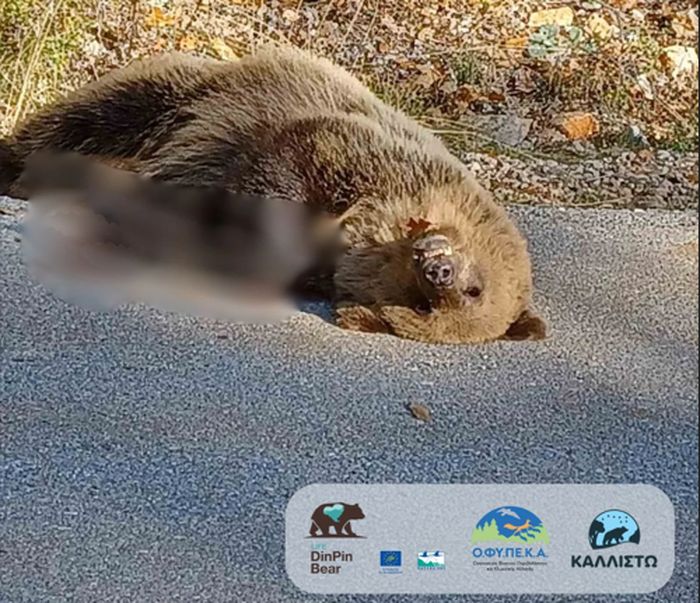 Νεκρή αρκούδα από πυροβολισμό